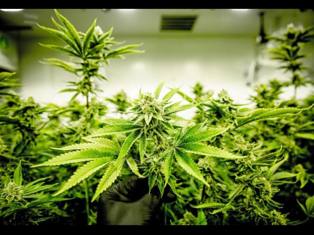 Farmers Suffer: Oversupply, No Rules