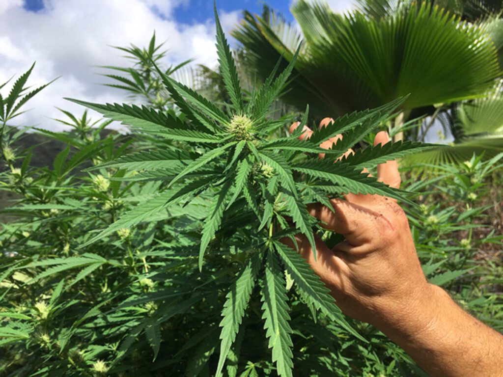 Arrested for Growing a Plant is so Wrong!