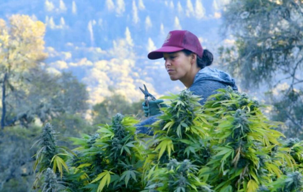 Here Come The "Bud Sisters" - They Rock