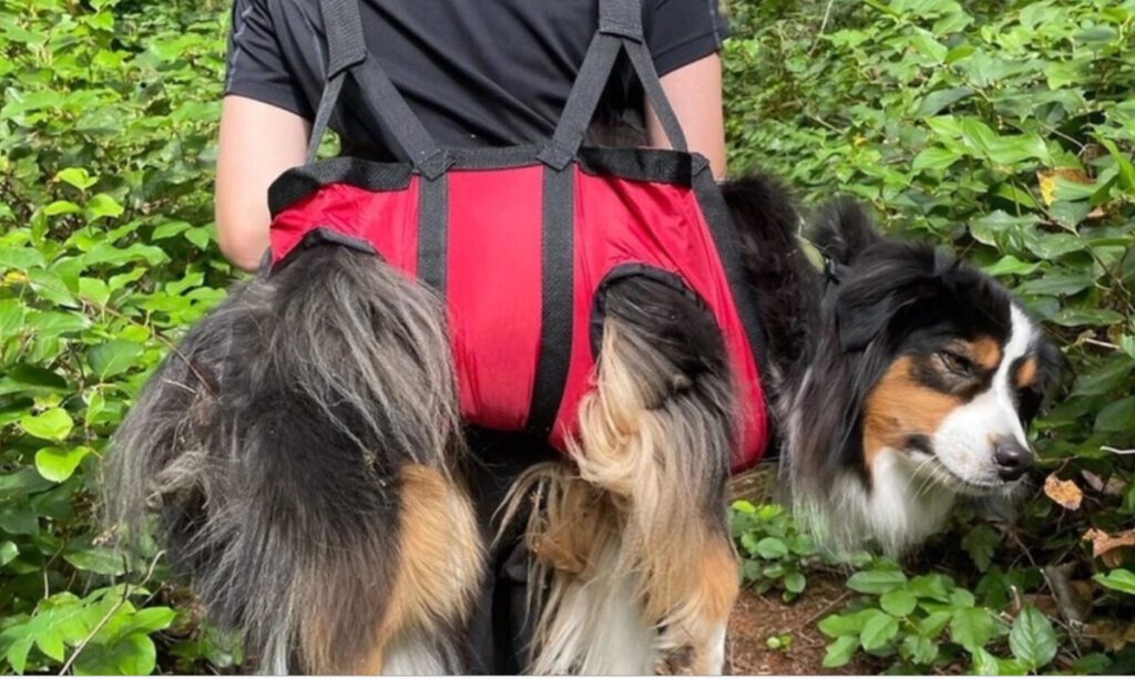 Watch Your Dog Around Weed