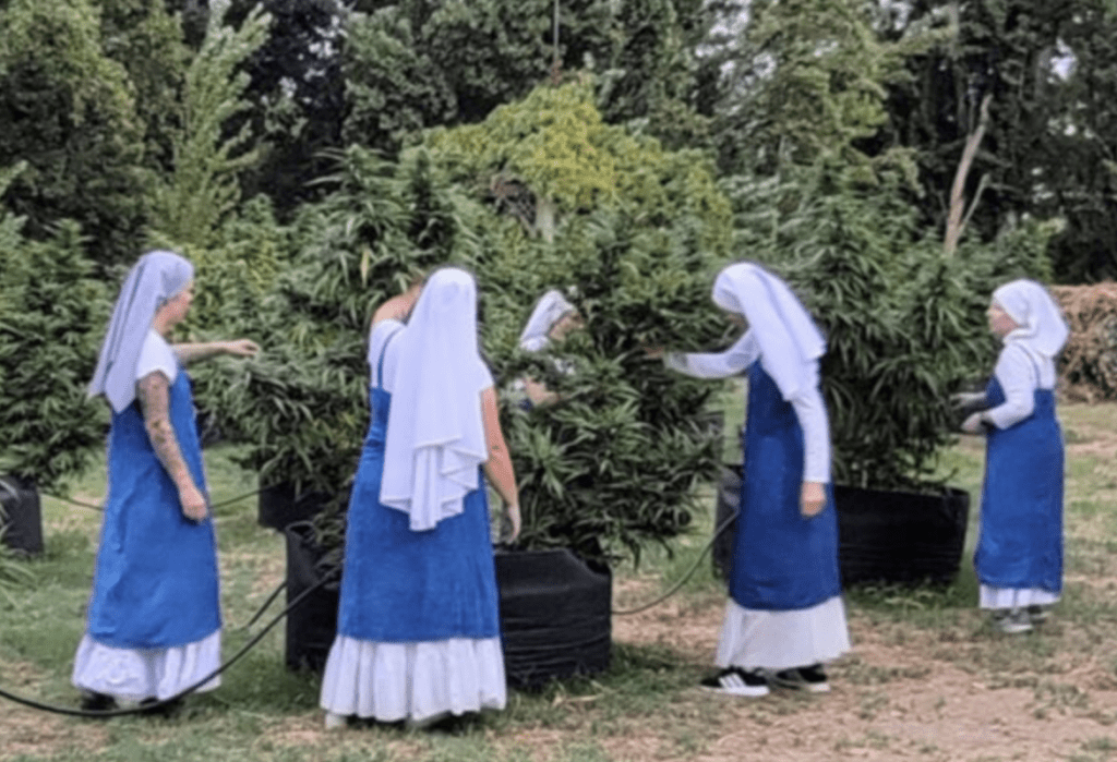 Gutsy, Cool, Funny Weed Nuns