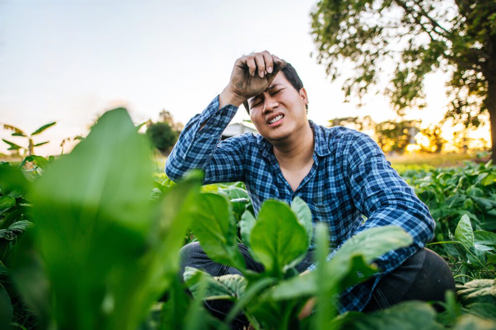 Weed Business in New York in Big Trouble