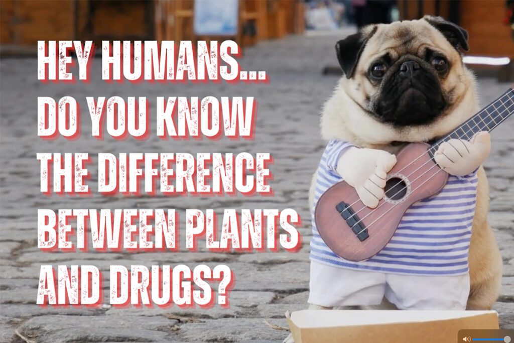 Pills vs Plants? Guess Which Ones We Like?