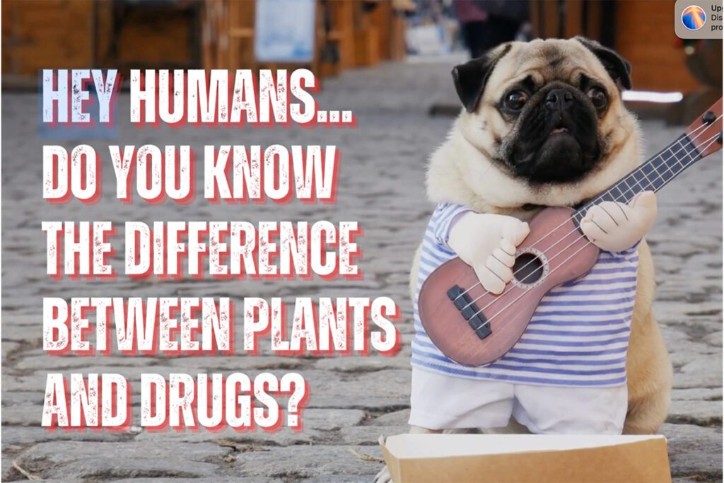 It's Your Choice - Plants or Pills