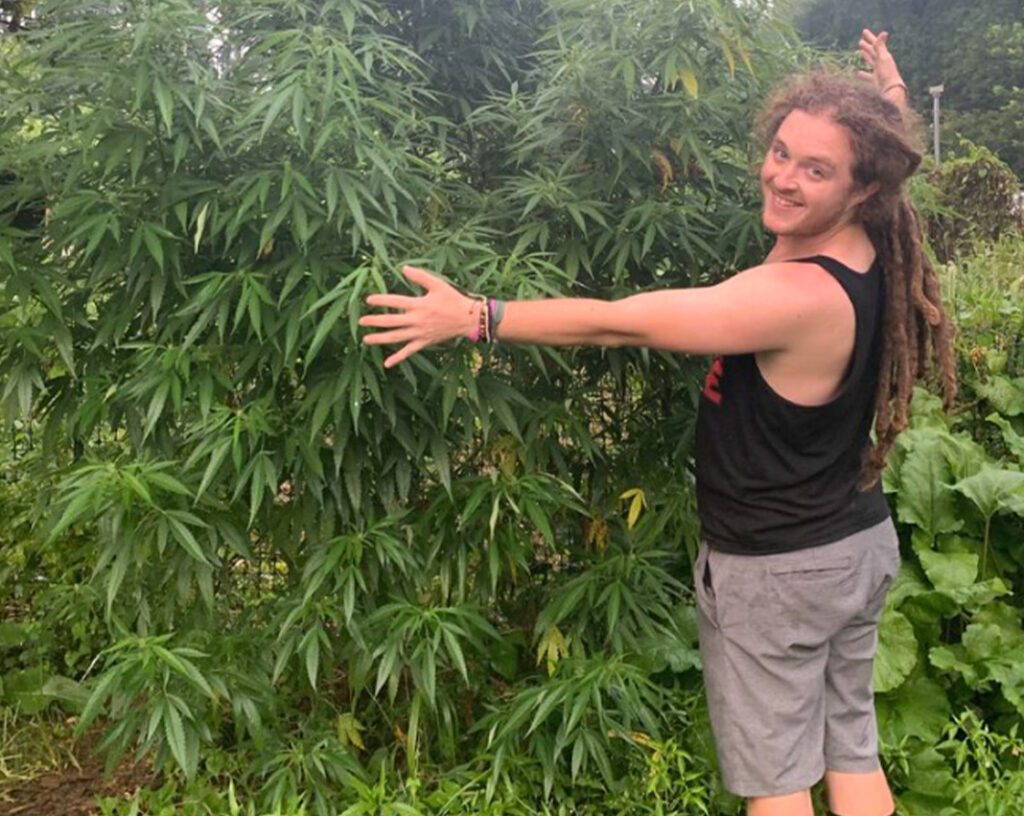 Right Before Harvest, They Chopped It Down