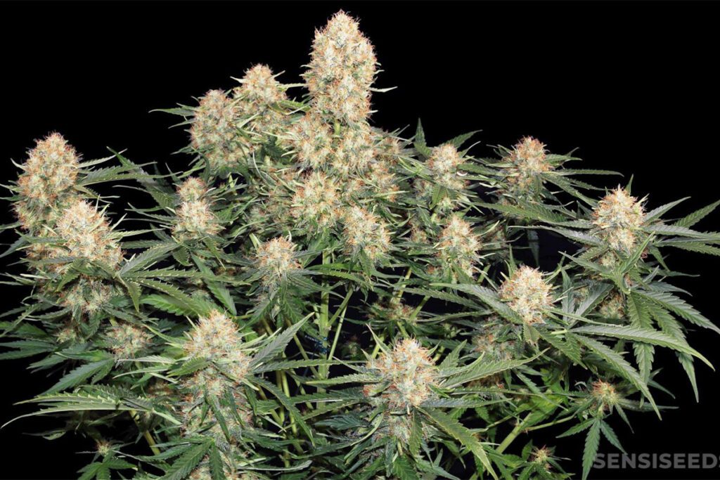 Skunk #1: Great Weed Grown from Seeds