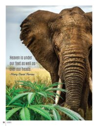 cannabis_book_v8_lr-196_lr